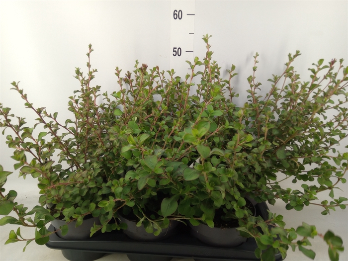 <h4>Ceratostigma griffithii</h4>