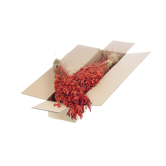 Briza Maxima Sb Burnt Orange