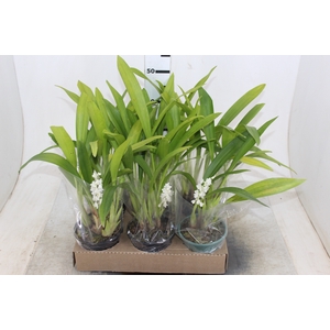 ERIA STRICTA P14