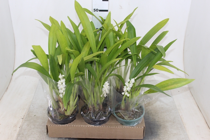 ERIA STRICTA P14