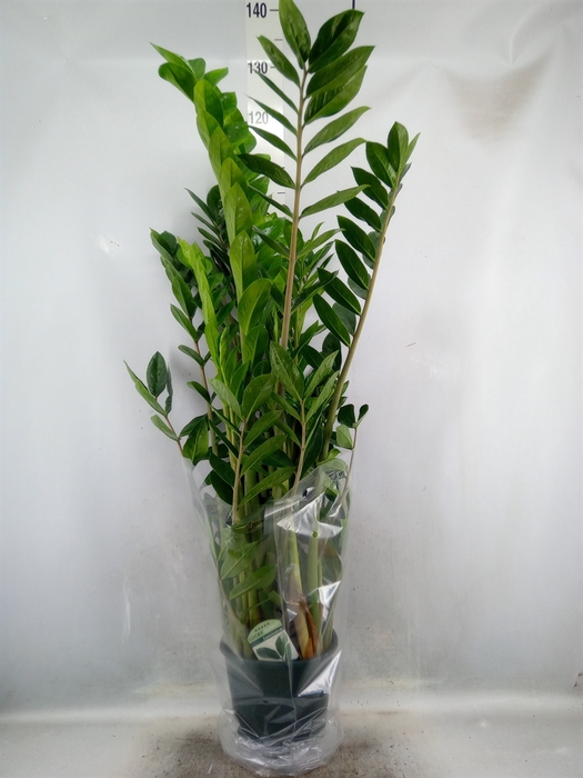 Zamioculcas zamiifolia