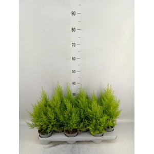 Cupressus macro. 'Goldcrest Wilma'