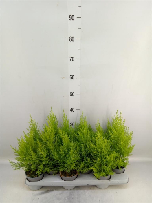 <h4>Cupressus macro. 'Goldcrest Wilma'</h4>