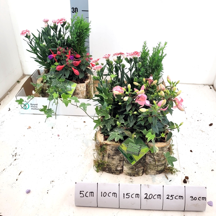 <h4>ARR TUINPLANTEN</h4>
