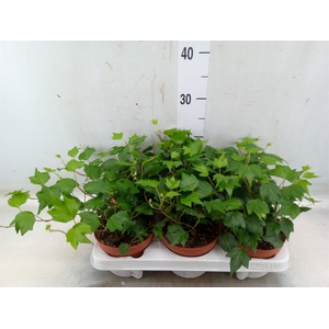 Hedera helix 'Green Ripple'
