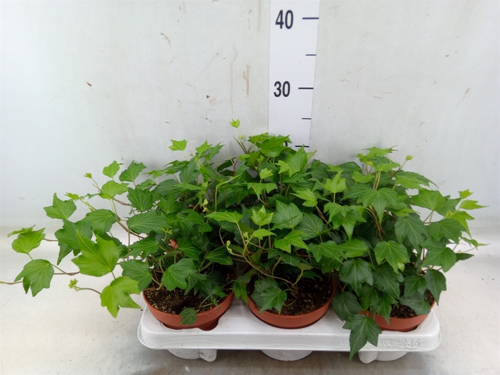 <h4>Hedera helix 'Green Ripple'</h4>