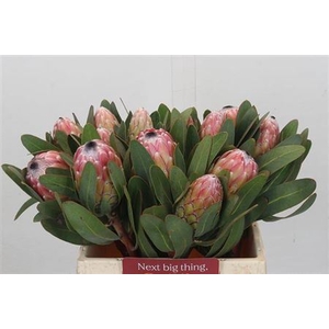 Protea Susara