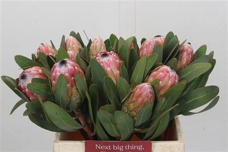 <h4>Protea Susara</h4>