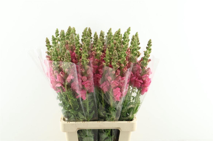 <h4>Antir Poto Pink Dark</h4>