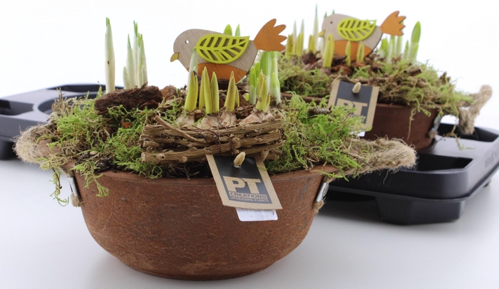 <h4>BOLBLOEMEN OV</h4>