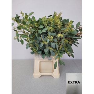 EUC POP BES PB EXTRA