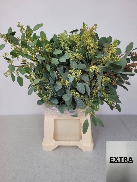 <h4>EUC POP BES PB EXTRA</h4>