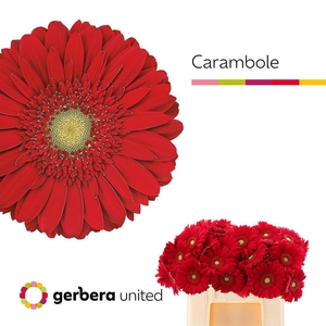 Ge Gr Carambole