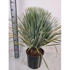 YUC ROSTRATA