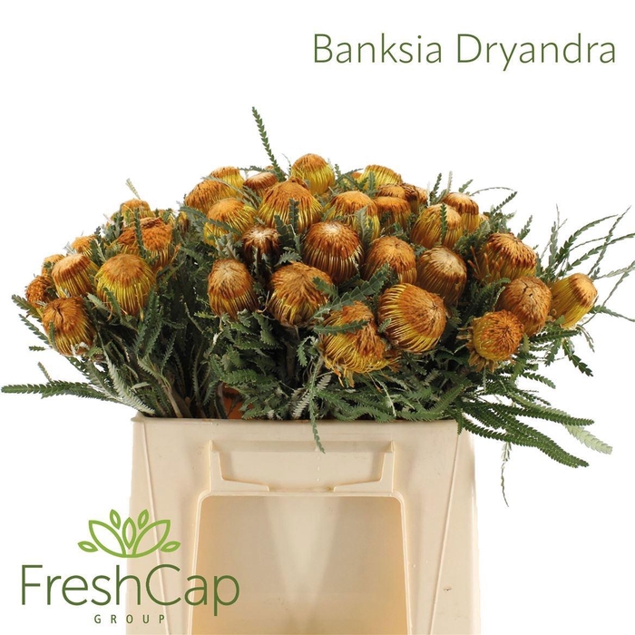 <h4>BANKSIA OV KLEINBL</h4>