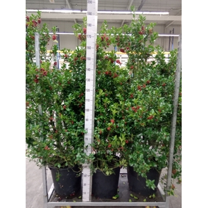 Ilex aquifolium 'J.C. van Tol'