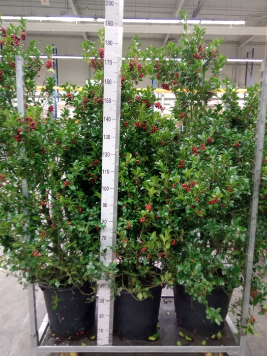 <h4>Ilex aquifolium 'J.C. van Tol'</h4>