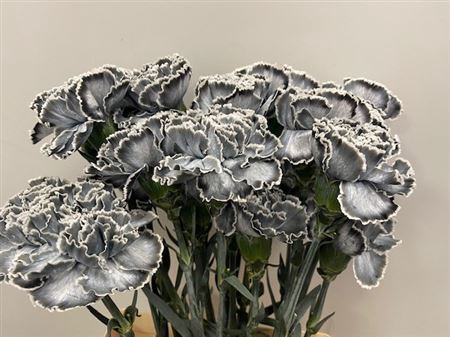 Dianthus St Grey