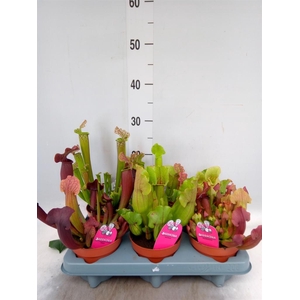 Sarracenia   ...