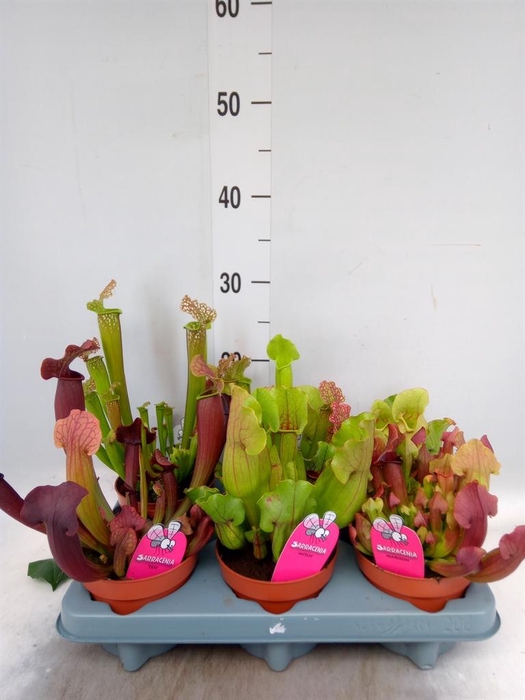 <h4>Sarracenia   ...</h4>