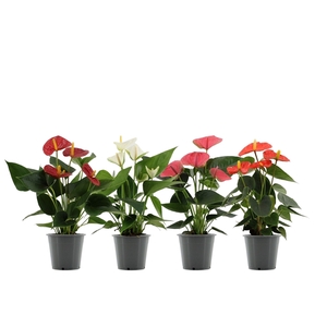 Anthurium 4 color mix in Transparant sleeve