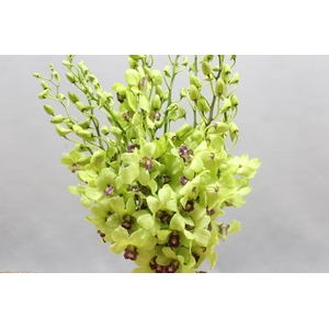 DENDRO JADE GREEN