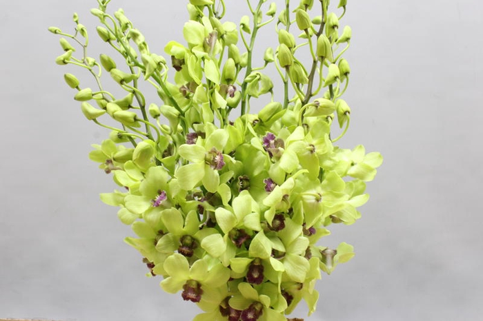 <h4>Dendro Jade Green</h4>