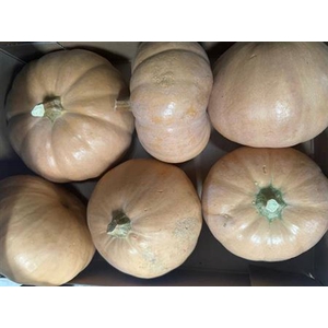 Sierfruit Pompoen Cucurbita