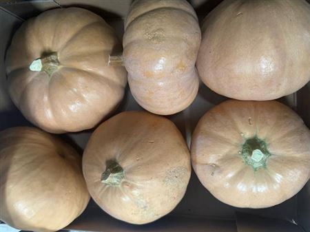 <h4>Sierfruit Pompoen Cucurbita</h4>