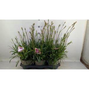 Lychnis viscaria 'Plena'