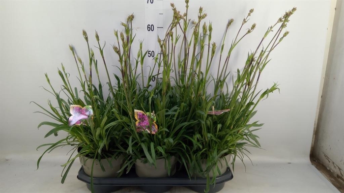 <h4>Lychnis viscaria 'Plena'</h4>