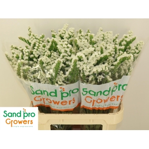 LIM S GLACIER TROPHY