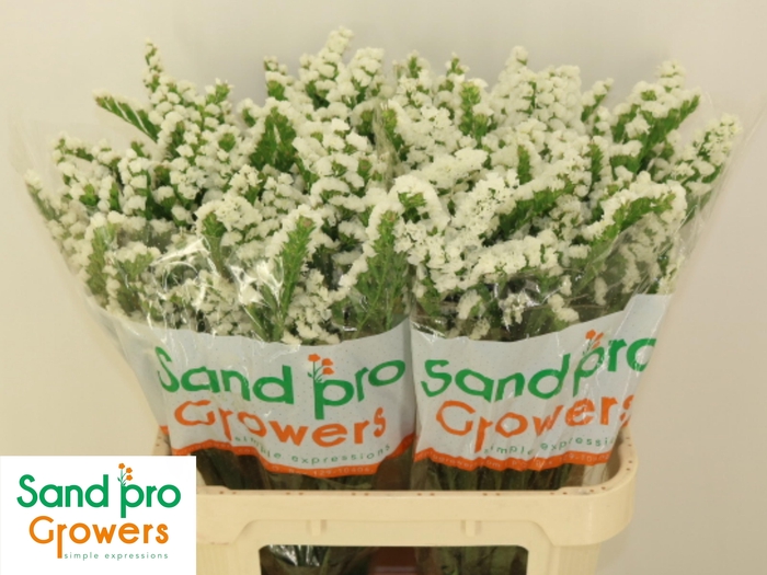 <h4>LIM S GLACIER TROPHY</h4>