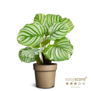 CALATHEA ORBIFOLIA