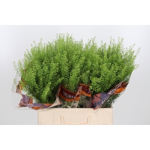Lepidium Green Bell