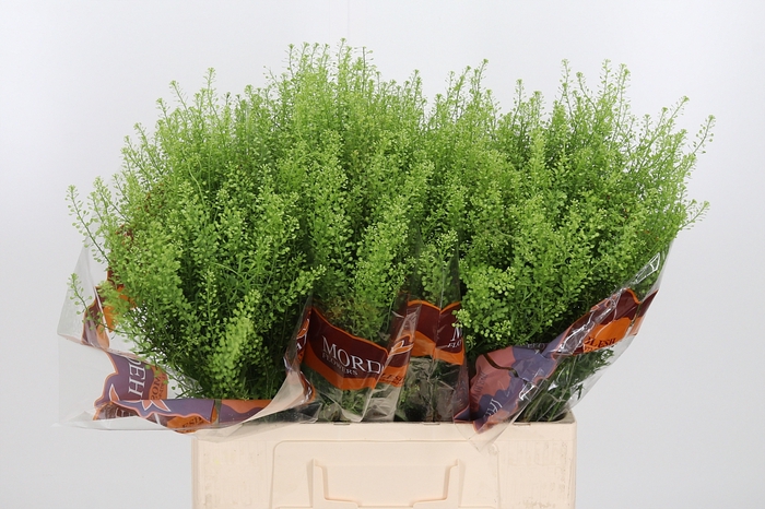 <h4>Lepidium Green Bell</h4>
