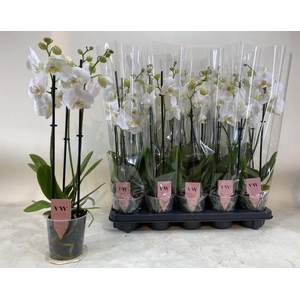 PHAL AN INVERNESS