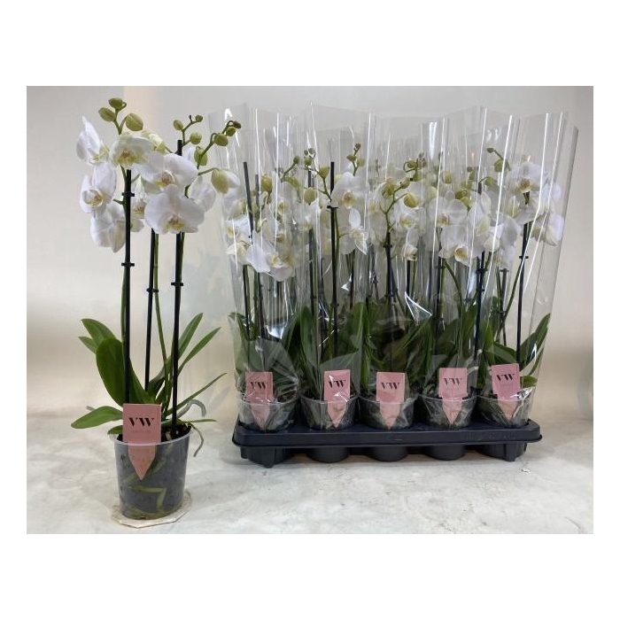 <h4>PHAL AN INVERNESS</h4>