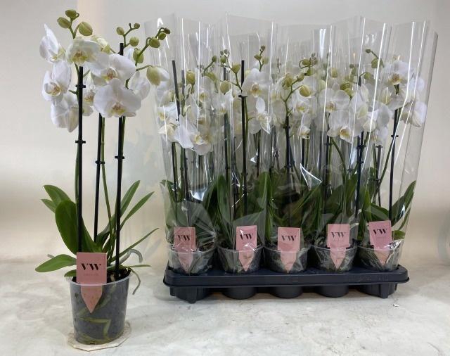 <h4>PHAL AN INVERNESS</h4>