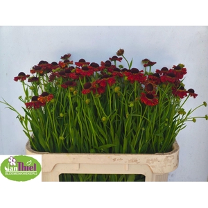 HELENIUM OVERIG HELEN OV