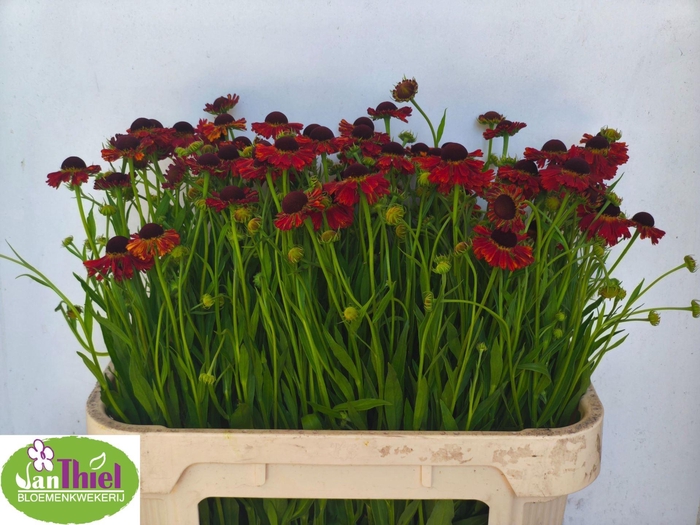 <h4>HELENIUM OVERIG HELEN OV</h4>