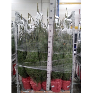 Picea abies