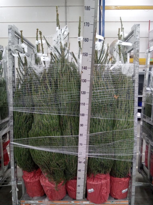 <h4>Picea abies</h4>