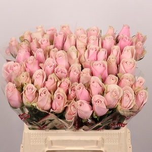 R GR PINK ATHENA