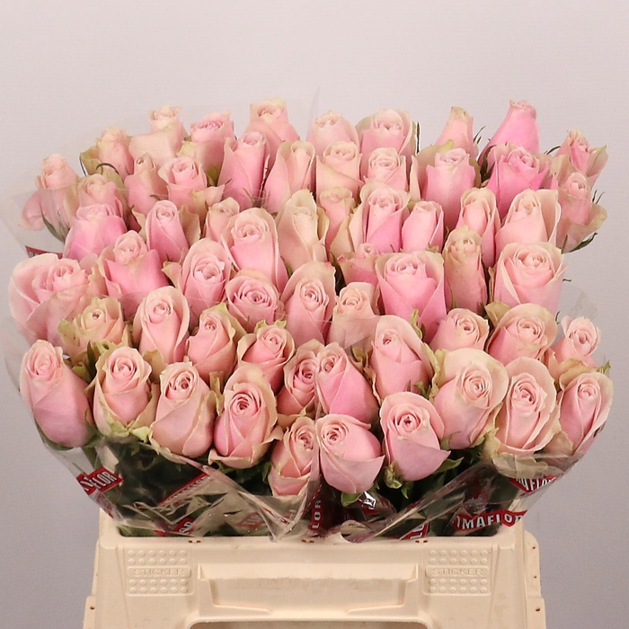 <h4>R GR PINK ATHENA</h4>