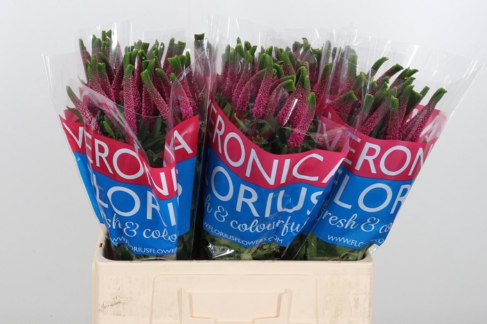 <h4>Veron Smart Iselle</h4>