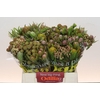 Kaaps Groen Cone Mix Large
