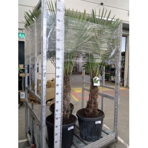 Trachycarpus fortunei