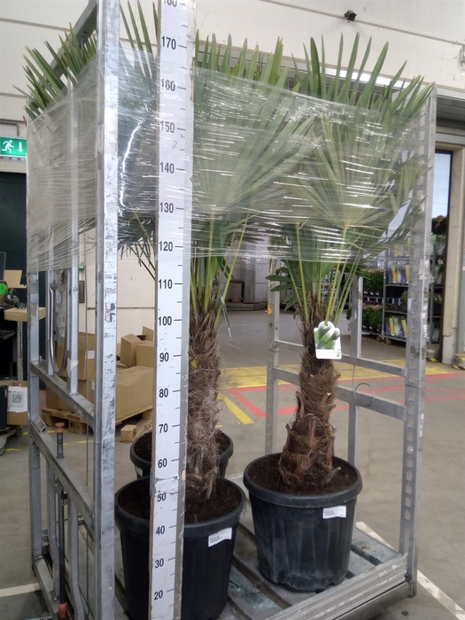 <h4>Trachycarpus fortunei</h4>