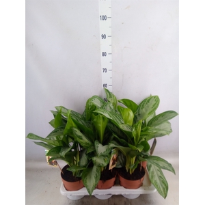 Aglaonema  'Silver Bay'